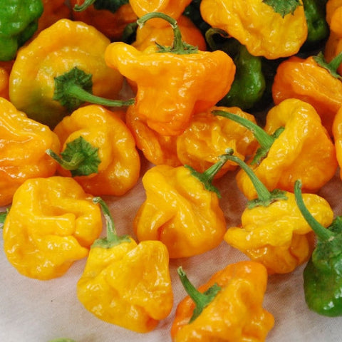 Rare Organic Scotch Bonnet Pepper seeds package, GrowTime Garden Supply