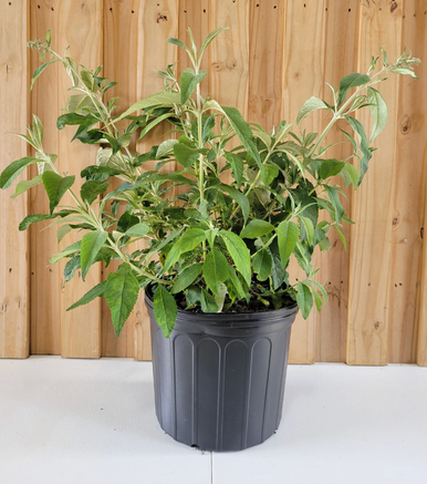 Load image into Gallery viewer, Bicolor Butterfly Bush | Fragrant Pollinator Shrub

