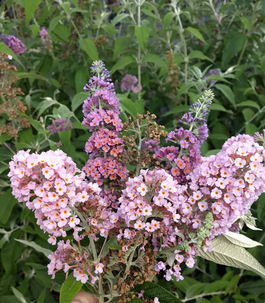 Load image into Gallery viewer, Bicolor Butterfly Bush | Fragrant Pollinator Shrub
