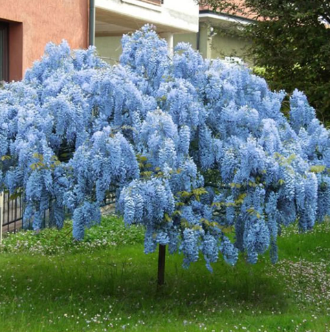 Blue Chinese wisteria tree