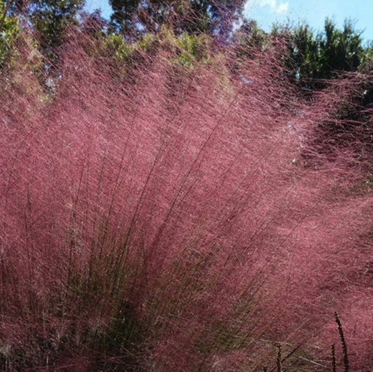 Pink Muhly Grass | Mulenbergia capillaris