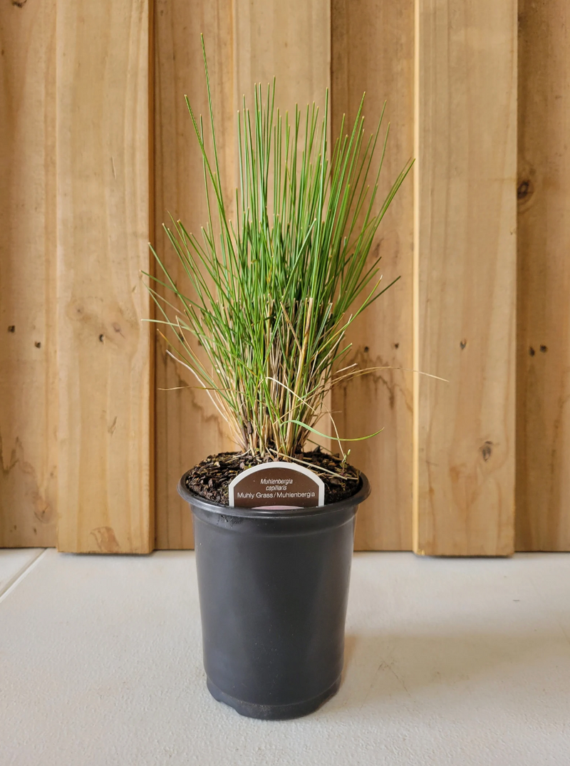 Load image into Gallery viewer, Pink Muhly Grass | Mulenbergia capillaris
