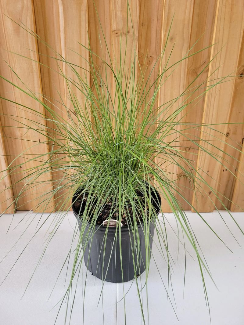 Load image into Gallery viewer, Pink Muhly Grass | Mulenbergia capillaris
