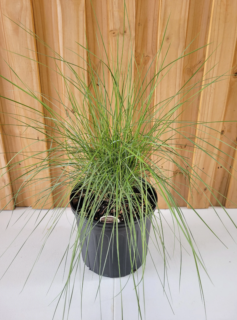 Load image into Gallery viewer, Pink Muhly Grass | Mulenbergia capillaris
