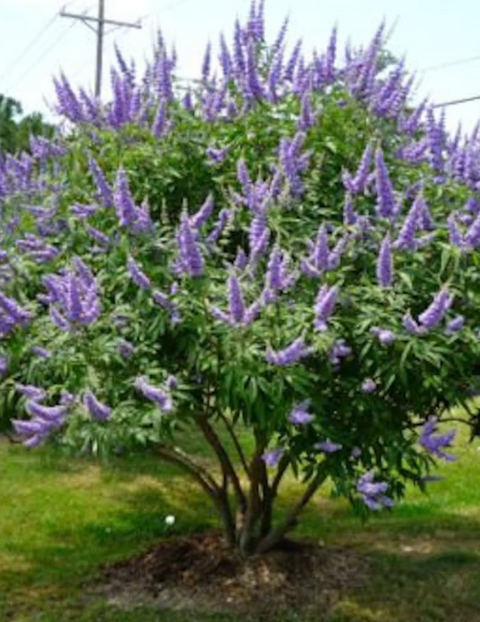 Chaste tree, Vitex Shoal Creek