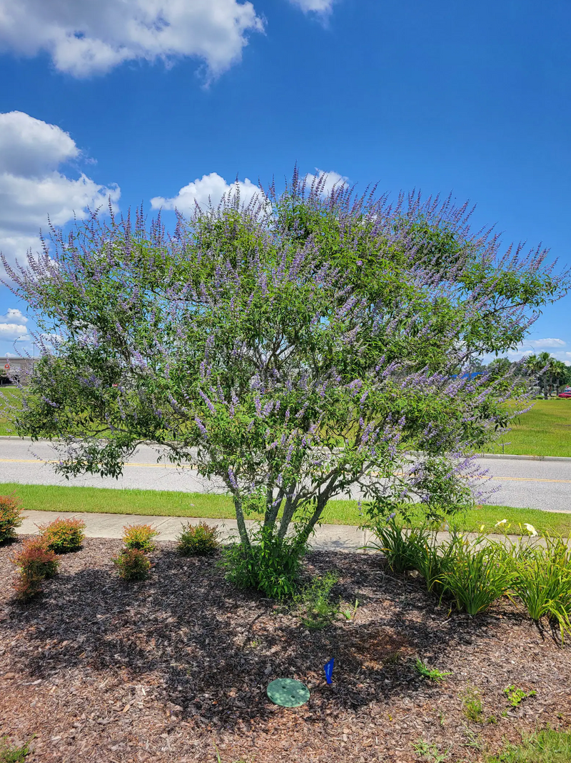 Load image into Gallery viewer, Chaste Tree | Vitex angus castus 'Shoal Creek'
