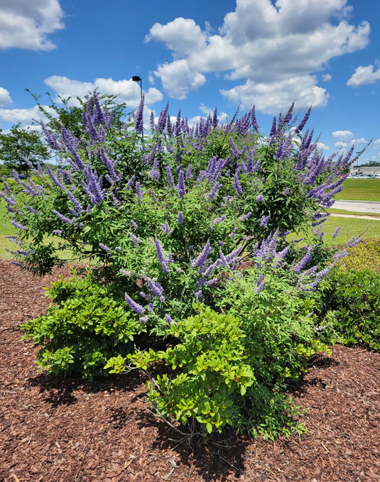 Chaste Tree | Vitex angus castus 'Shoal Creek'