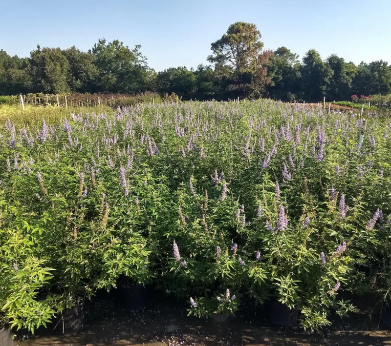 Load image into Gallery viewer, Chaste Tree | Vitex angus castus 'Shoal Creek'
