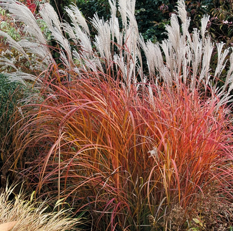 Fire Dragon maiden grass
