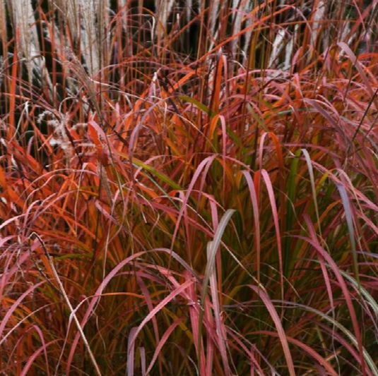 Fire Dragon Maiden Grass - Miscanthus sinensis Mystal™ 'Fire Dragon' PP