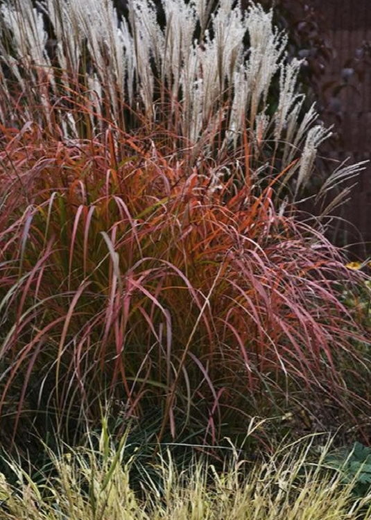 Fire Dragon Maiden Grass - Miscanthus sinensis Mystal™ 'Fire Dragon' PP