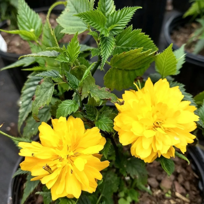 Load image into Gallery viewer, Double Flowering  Japanese Kerria | Kerria japonica 'Plenifolia'
