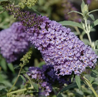 Buzz™ Sky Blue Butterfly Bush | Buddleia davidii 'Tobud0615' PP