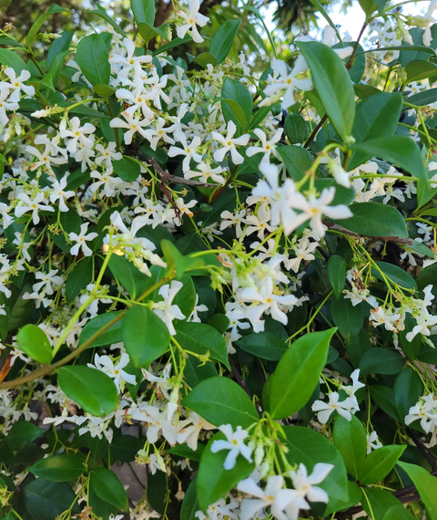Star Jasmine Vine Trachelospermum
