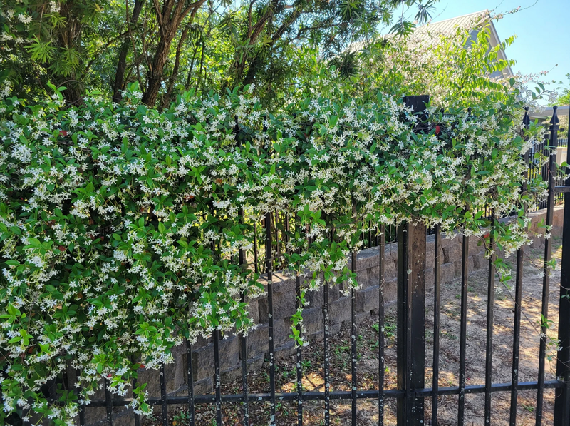 Load image into Gallery viewer, Star Jasmine Vine | Trachelospermum jasminoides
