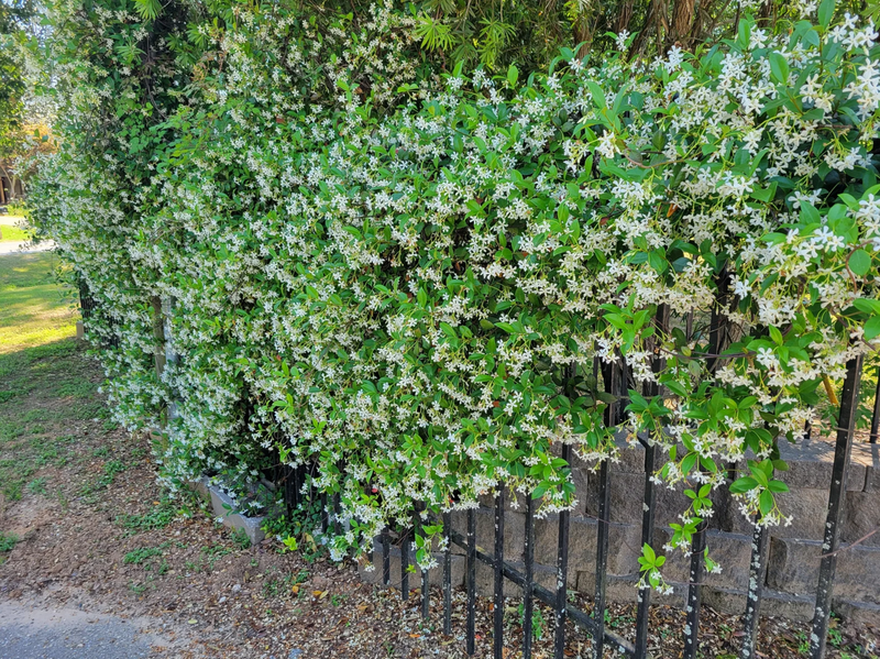 Load image into Gallery viewer, Star Jasmine Vine | Trachelospermum jasminoides
