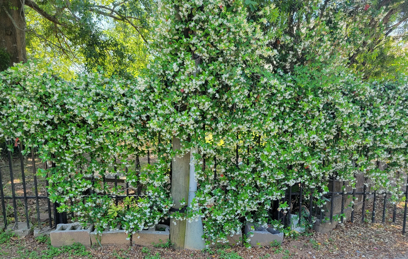 Load image into Gallery viewer, Star Jasmine Vine | Trachelospermum jasminoides
