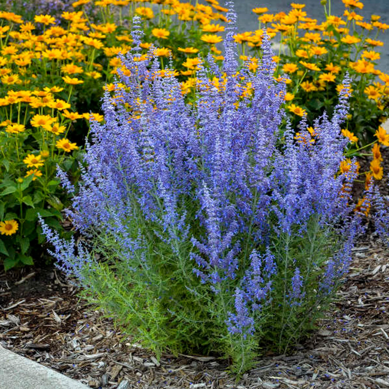 Load image into Gallery viewer, Denim n Lace Russian Sage  | Perovskia atriplicifolia 'Denim n Lace'
