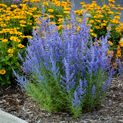Denim n Lace Russian sage