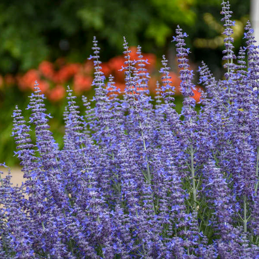 Denim n Lace Russian Sage  | Perovskia atriplicifolia 'Denim n Lace'