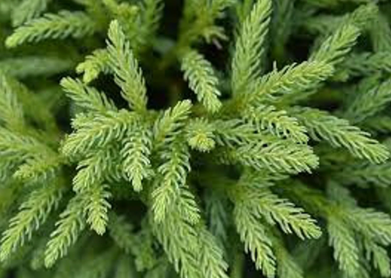 Load image into Gallery viewer, Dwarf Japanese Cedar | Cryptomeria japonica 'Globosa Nana'
