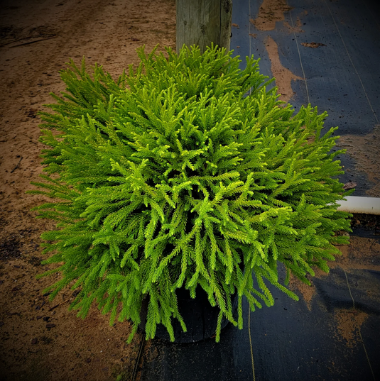 Dwarf Japanese Cedar | Cryptomeria japonica 'Globosa Nana'