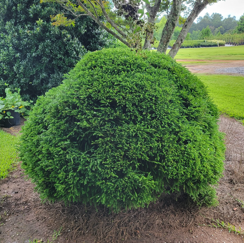 Dwarf Japanese cedar, Cryptomeria Globosa Nana