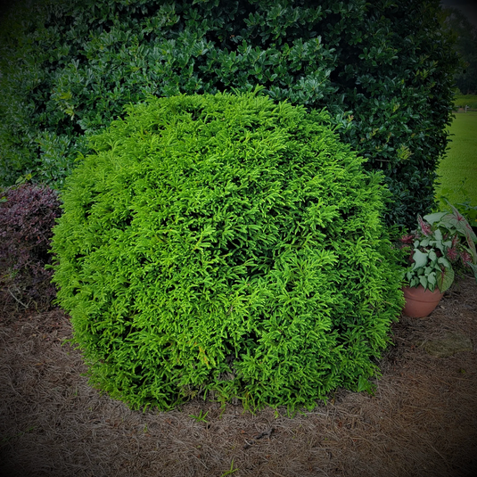 Dwarf Japanese Cedar | Cryptomeria japonica 'Globosa Nana'