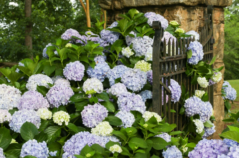 Big Daddy hydrangea