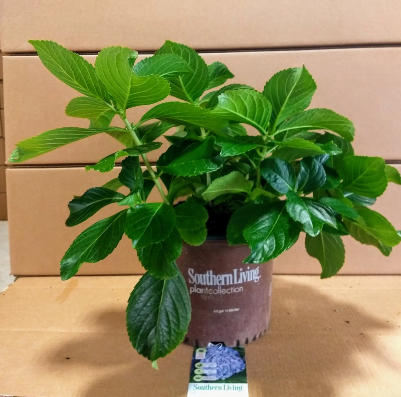 Load image into Gallery viewer, Big Daddy Hydrangea
