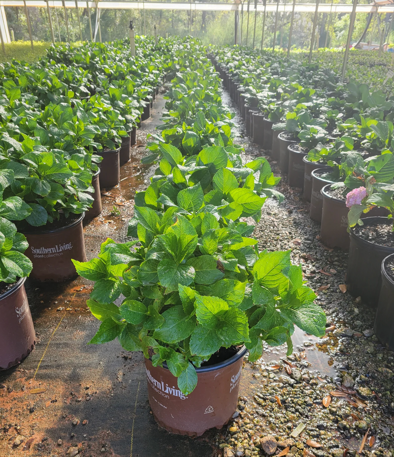 Load image into Gallery viewer, Big Daddy Hydrangea
