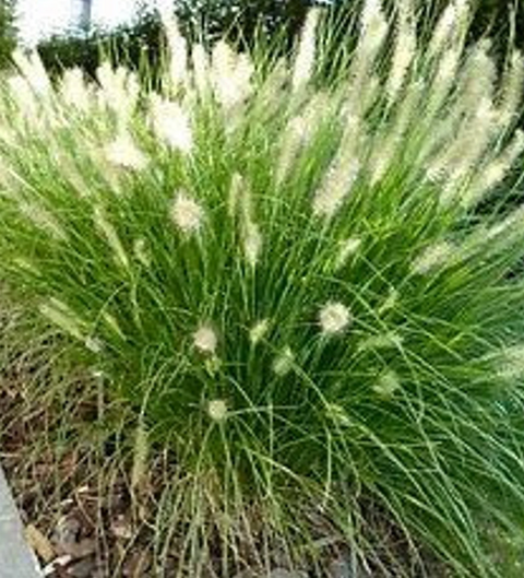Dwarf Fountain grass, Pennisetum Hameln