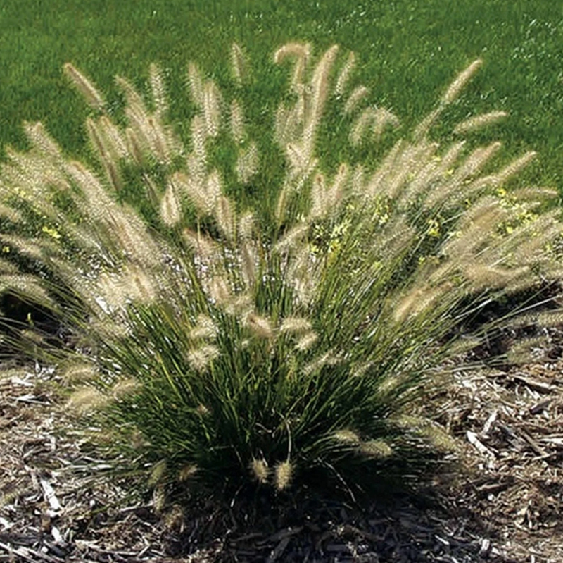 Load image into Gallery viewer, Dwarf Fountain Grass - Pennisetum alopecuroides 'Hameln'
