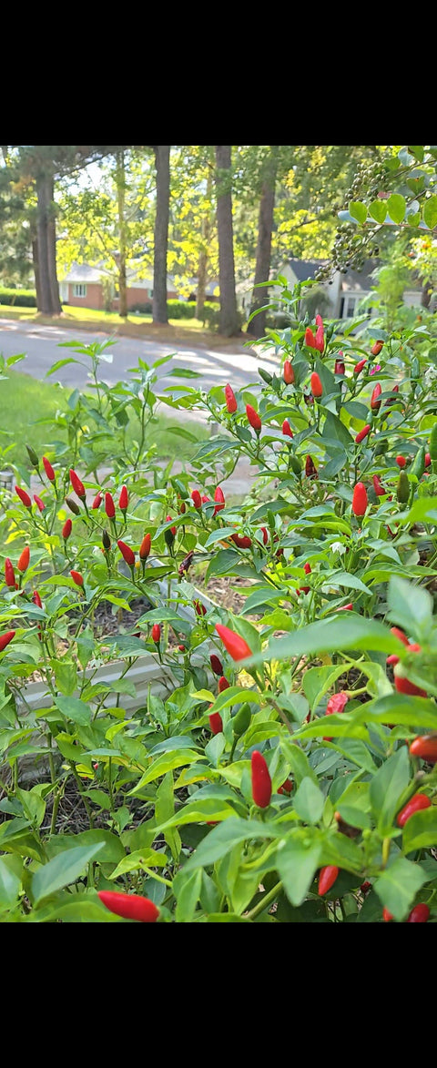 Organic Tobasco Pepper Seeds, additional product view 2