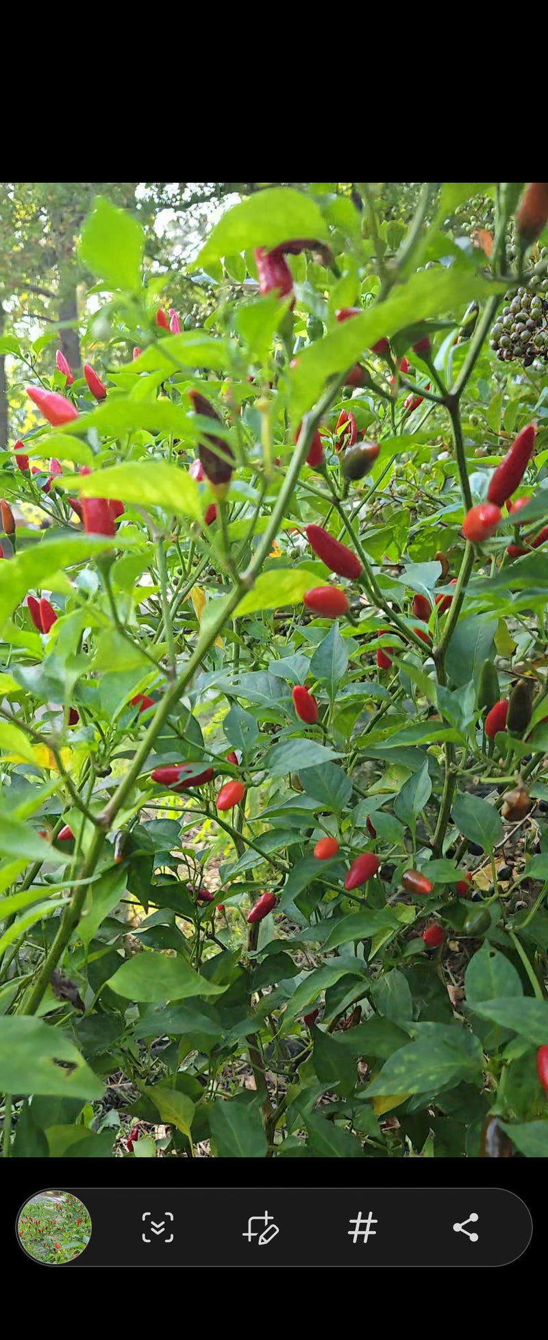 Load image into Gallery viewer, Organic Tobasco Pepper Seeds
