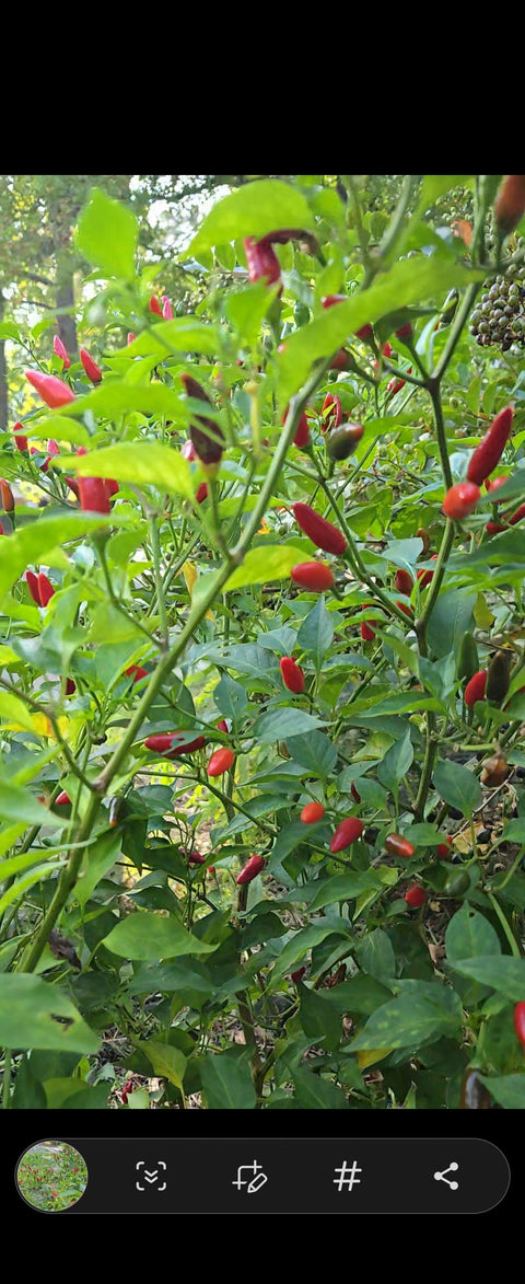 Organic Tabasco Pepper seeds package, GrowTime Garden Supply