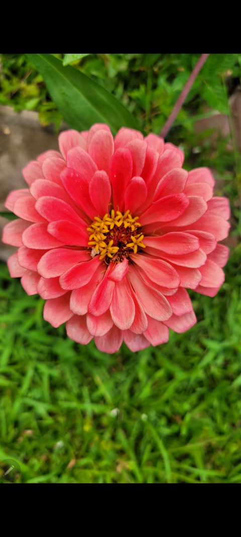 Organic Peach Zinnia flower seeds package, GrowTime Garden Supply
