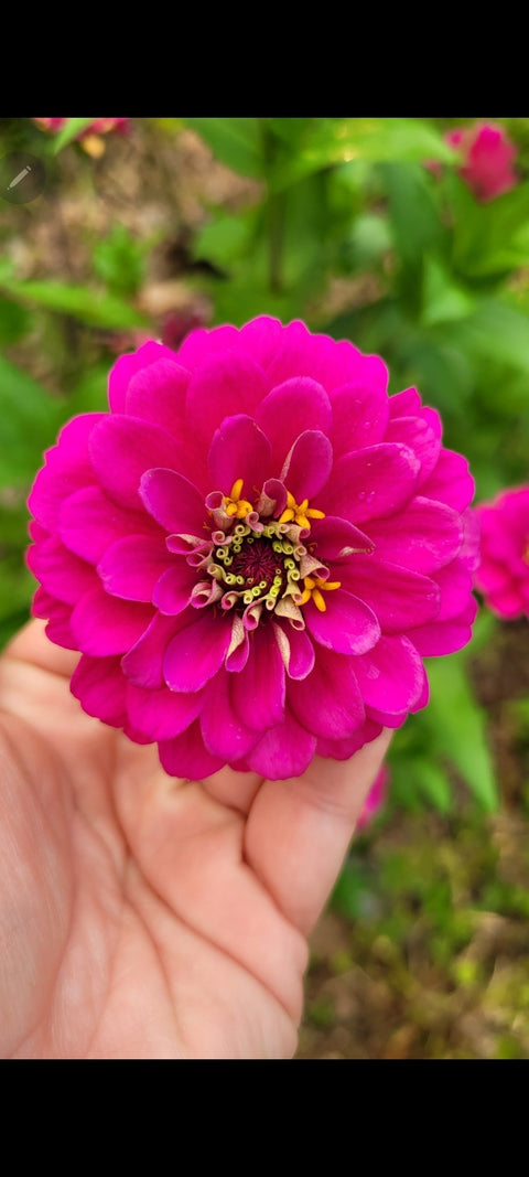 Organic Violet Queen Zinnia flower seeds package, GrowTime Garden Supply