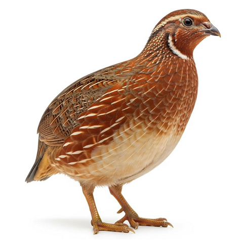 Red Range Coturnix quail hatching eggs