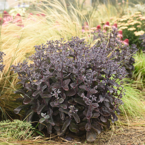 Sedum Back in Black