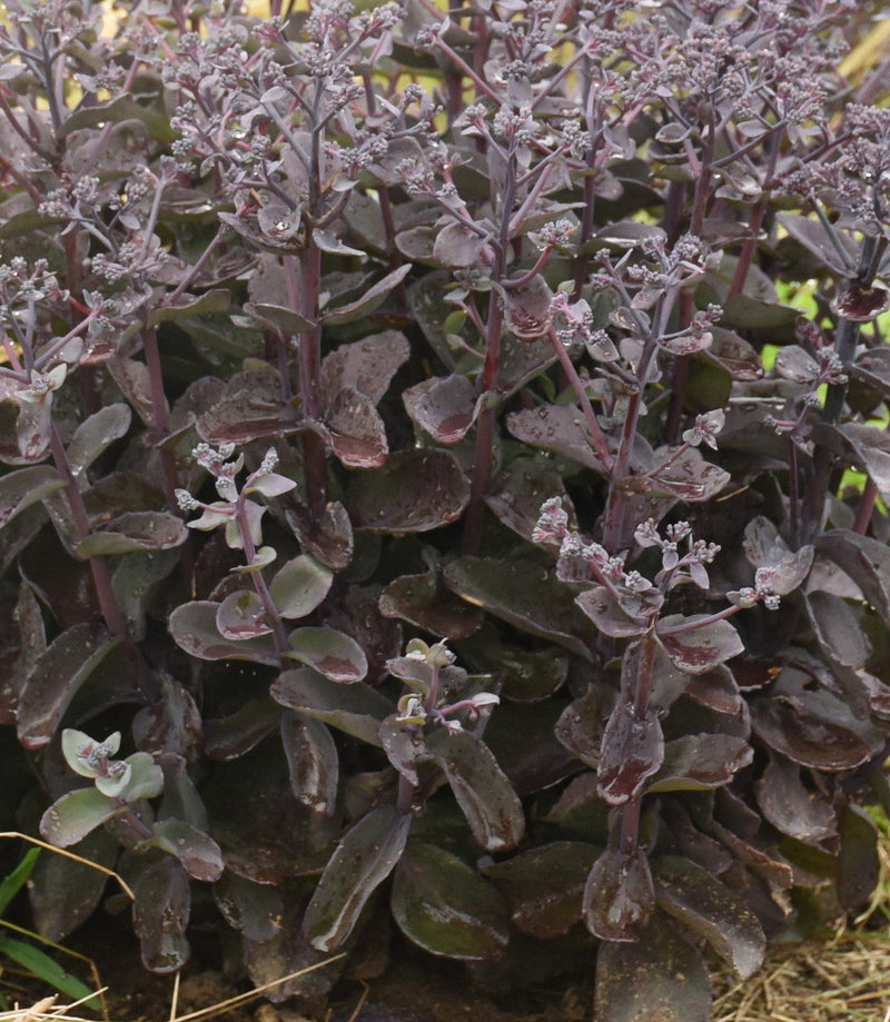 Load image into Gallery viewer, Sedum 'Back in Black'
