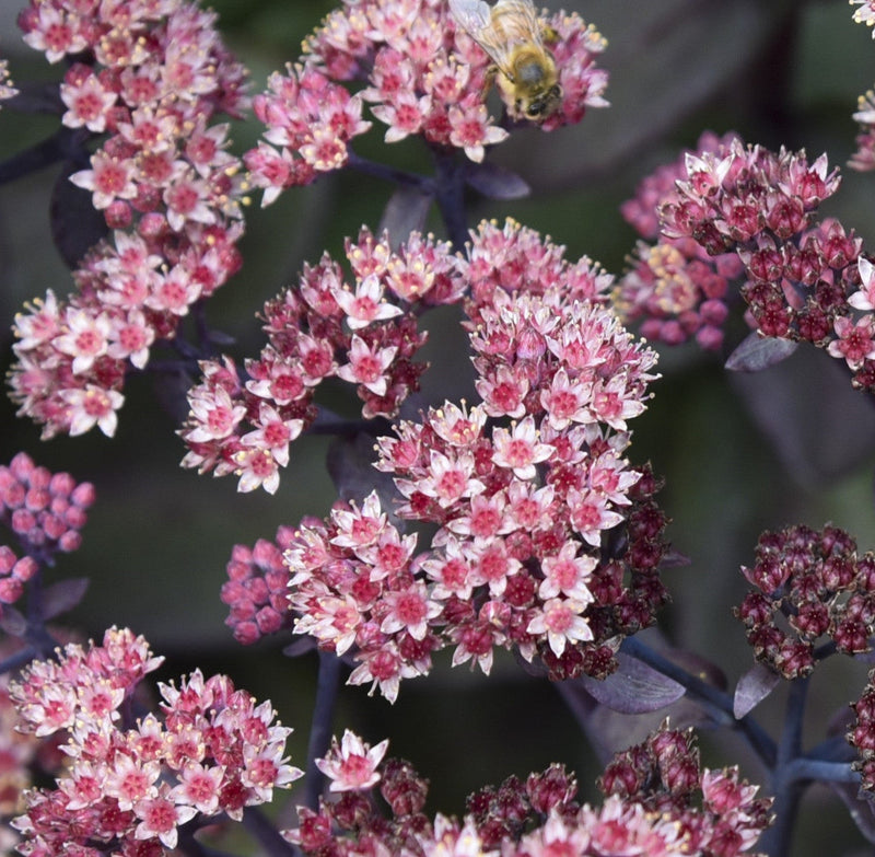 Load image into Gallery viewer, Sedum 'Back in Black'
