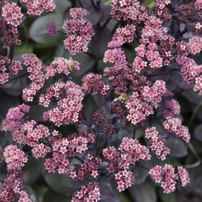 Load image into Gallery viewer, Sedum 'Back in Black'
