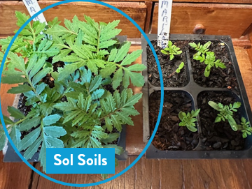 Load image into Gallery viewer, Seedling &amp; Propagation Mix
