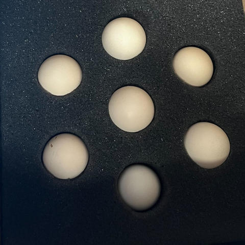 Rare Serama Bantam hatching eggs, 6 count