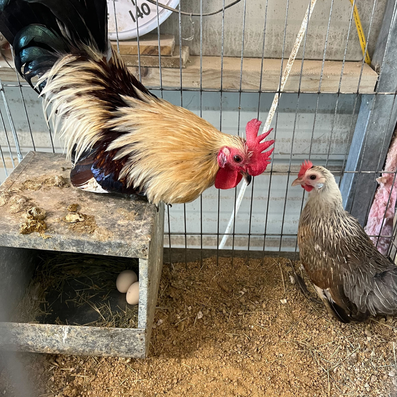 Load image into Gallery viewer, 6 Rare Serama Bantam Hatching Eggs – World’s Smallest Chicken – Fertile &amp; Freshly Collected
