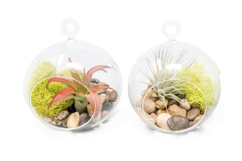 Hanging Glass Terrariums Set of 2