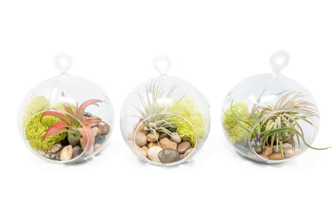 Hanging Glass Terrariums Set of 3