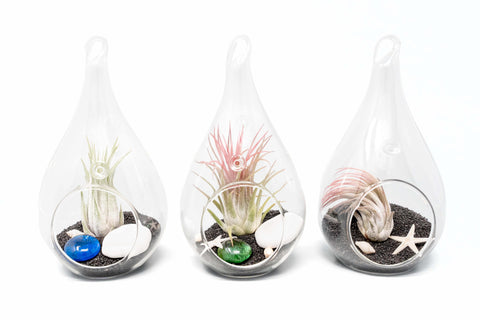 Teardrop Beach Terrariums Black Sand Set of 3