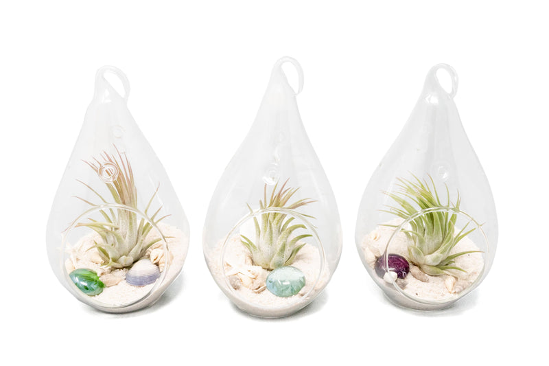 Load image into Gallery viewer, SALE - Set of 3 or 6 Teardrop Beach Terrariums with White Sand
